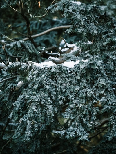 白天白雪覆盖的松树